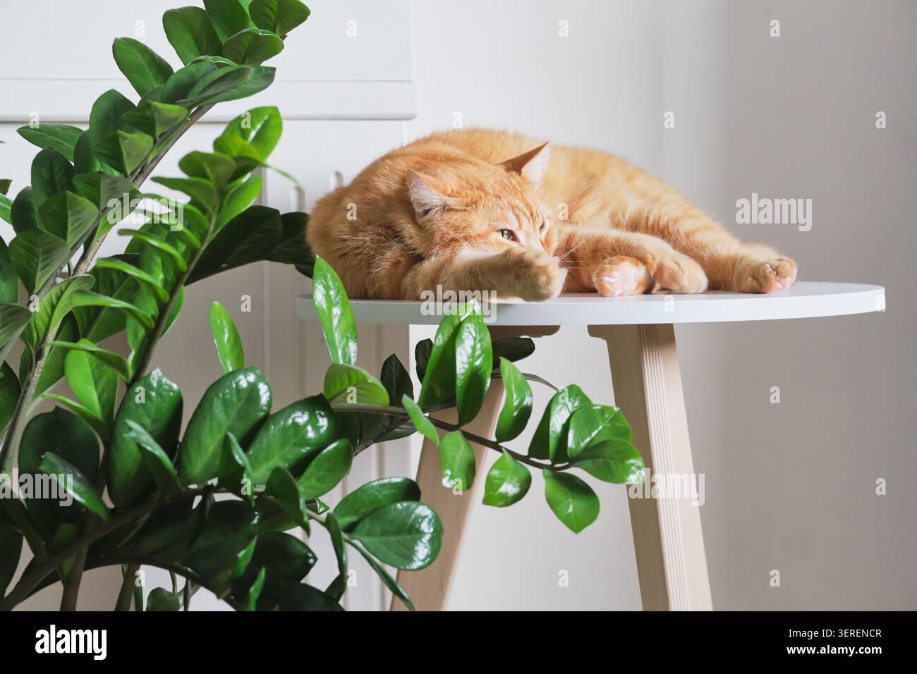 Gatto dello zenzero appoggiato su un moderno tavolino laterale accanto alla pianta in uno spazio interno Foto Stock