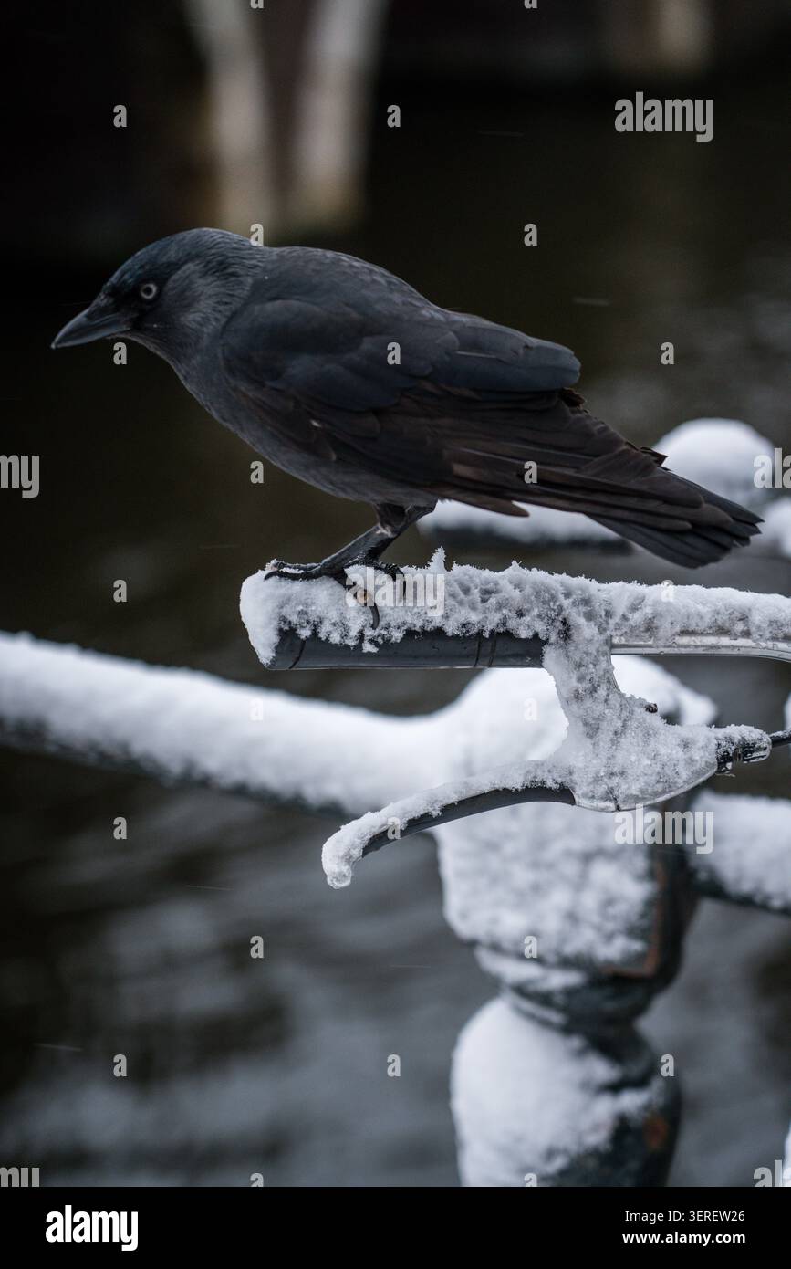 Un Jackdaw occidentale (Corvus monedula) con il suo caratteristico occhio pallido appollaiato su un manubrio innevato. La tranquilla scena invernale di Amsterdam Foto Stock