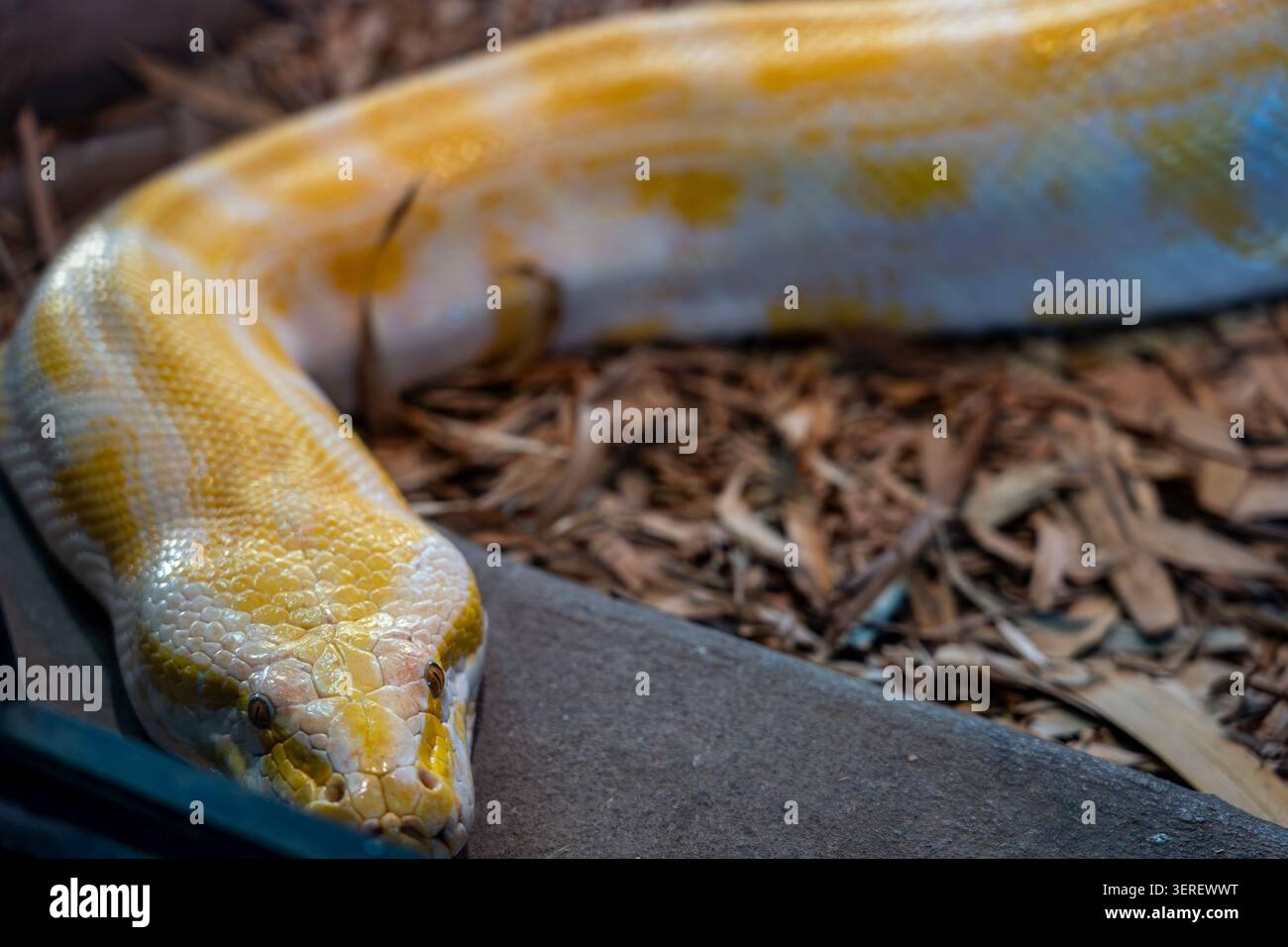 Primo piano del pitone birmano albino giallo Foto Stock