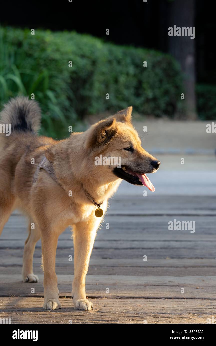Profilo laterale di un cane carino che guarda lontano nel parco inondato dalla calda luce del tramonto Foto Stock