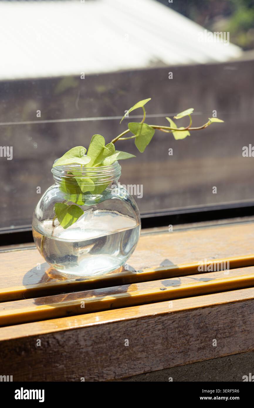 Vaso in vetro trasparente con taglio di edera verde su davanzale in legno illuminato dal sole Foto Stock