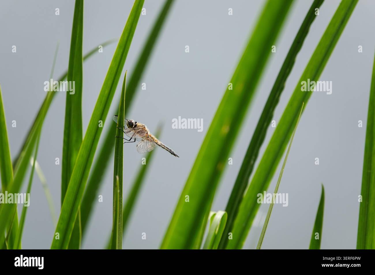 Dragonfly Chaser a quattro macchie su un gambo di canna verde Foto Stock