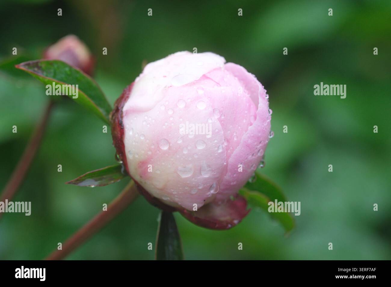 Bocciolo di fiori di peonia in procinto di aprire durante la pioggia estiva nel Regno Unito nel giugno 2026 Foto Stock
