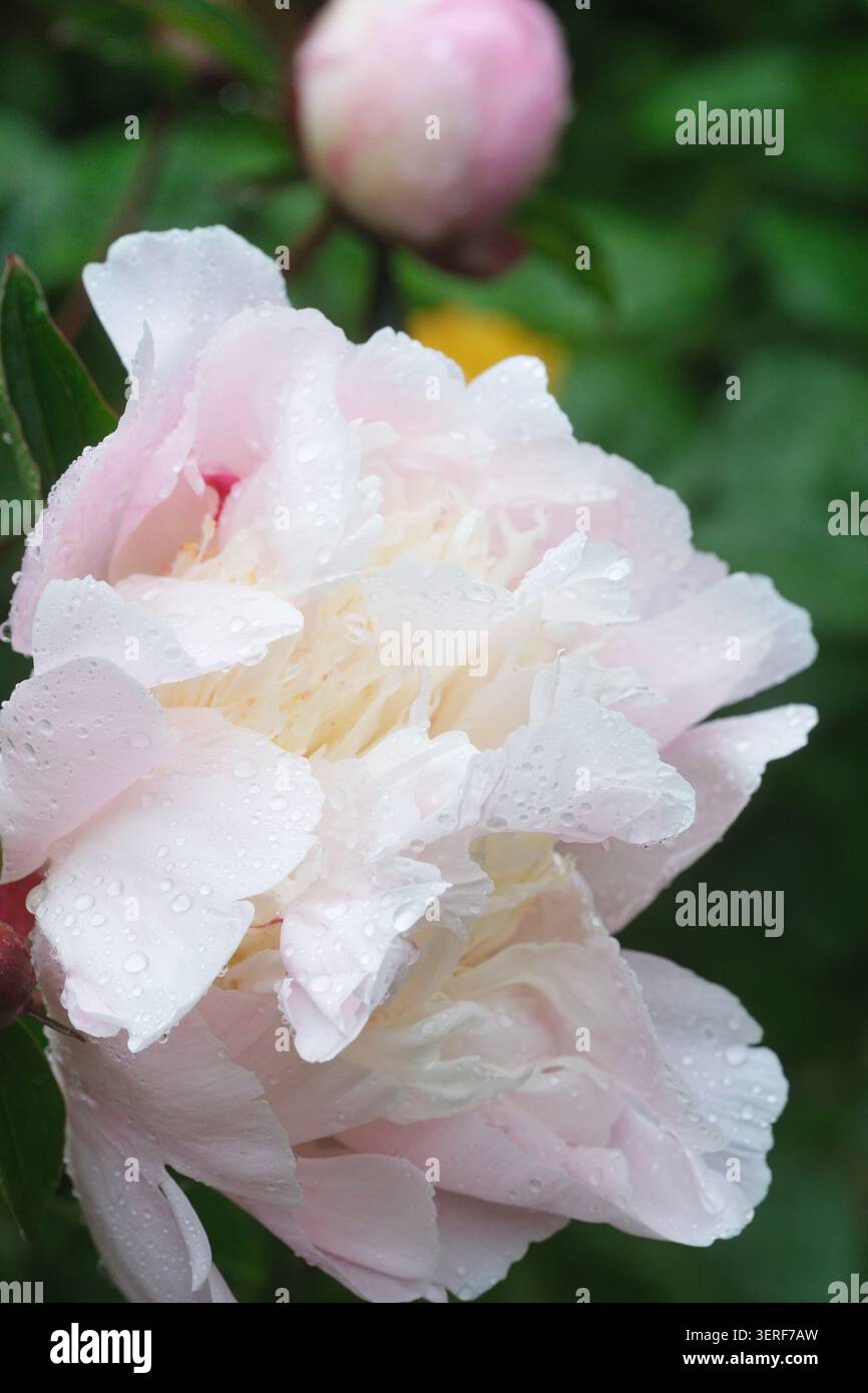 Fiore di peonia durante la pioggia estiva nel Regno Unito giugno 2026 Foto Stock
