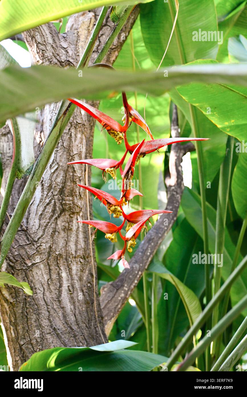 Heliconia collinsiana presso l'orto botanico Jardín de Aclimatación de la Orotava, Tenerife, Isole Canarie, Spagna Foto Stock