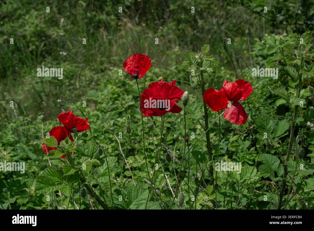 Red Poppies Blooming in Green Wild Meadow Foto Stock