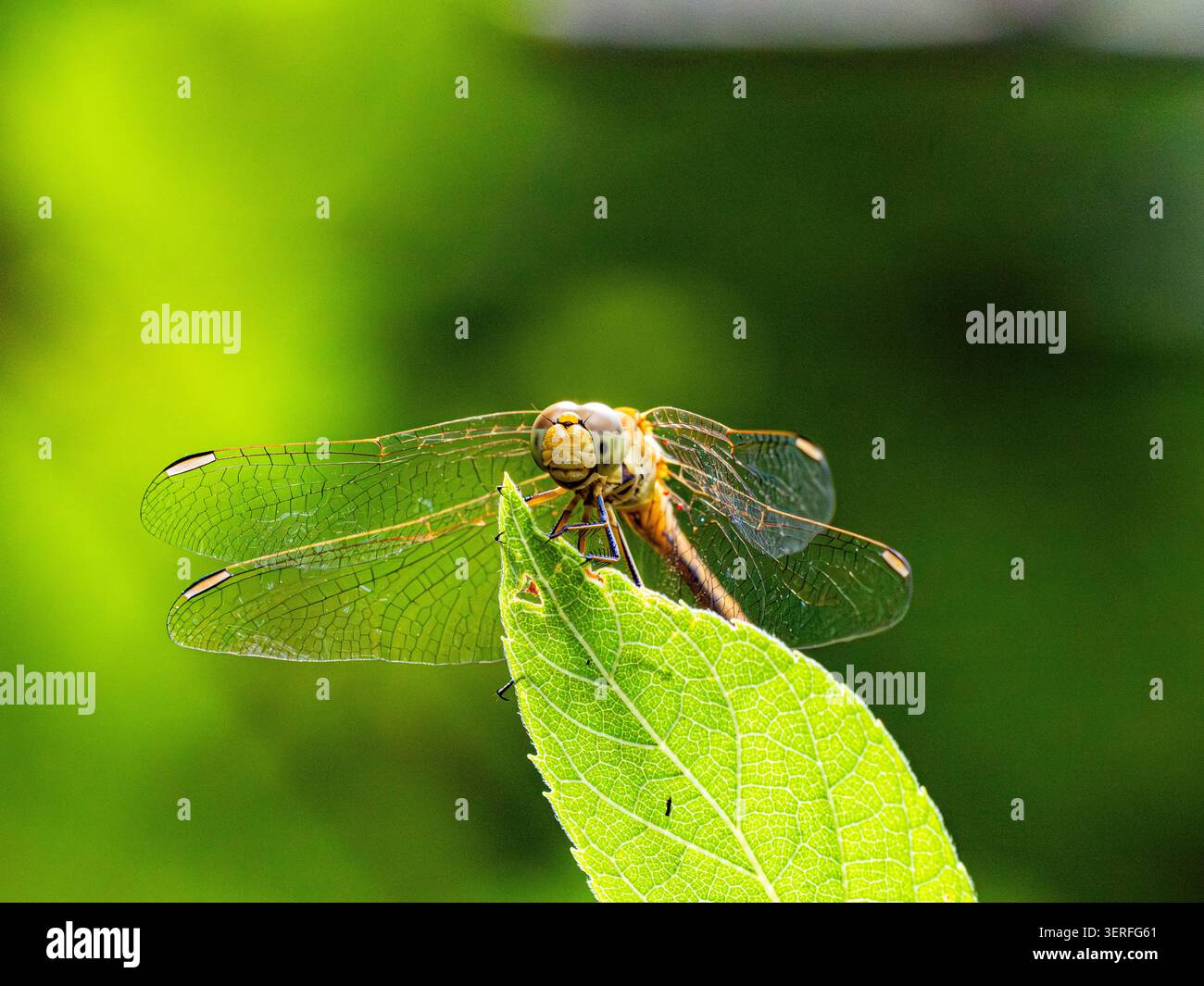 L'immagine cattura una foto macro dettagliata di una libellula gialla appollaiata su un ramoscello asciutto. Le ali trasparenti con venature delicate sono ampie contro a. Foto Stock