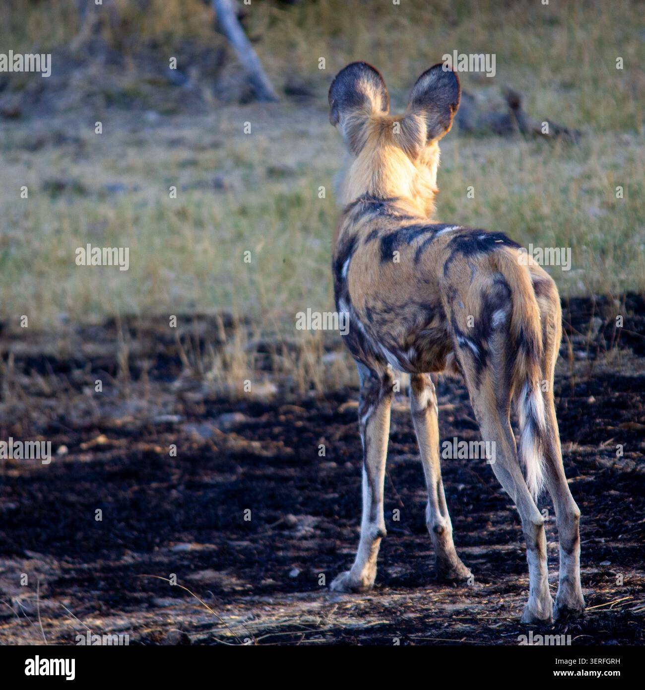 Un raro cane selvatico africano si trova in allerta nella concessione di Kwara del Delta dell'Okavango, in Botswana, con il suo caratteristico cappotto a chiazze e le grandi orecchie arrotondate. Foto Stock