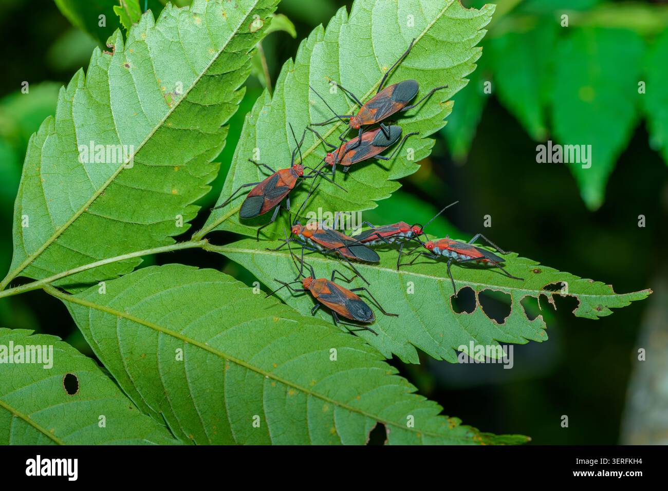 Insetti rossi e neri di sapone raggruppati insieme in un habitat naturale Foto Stock