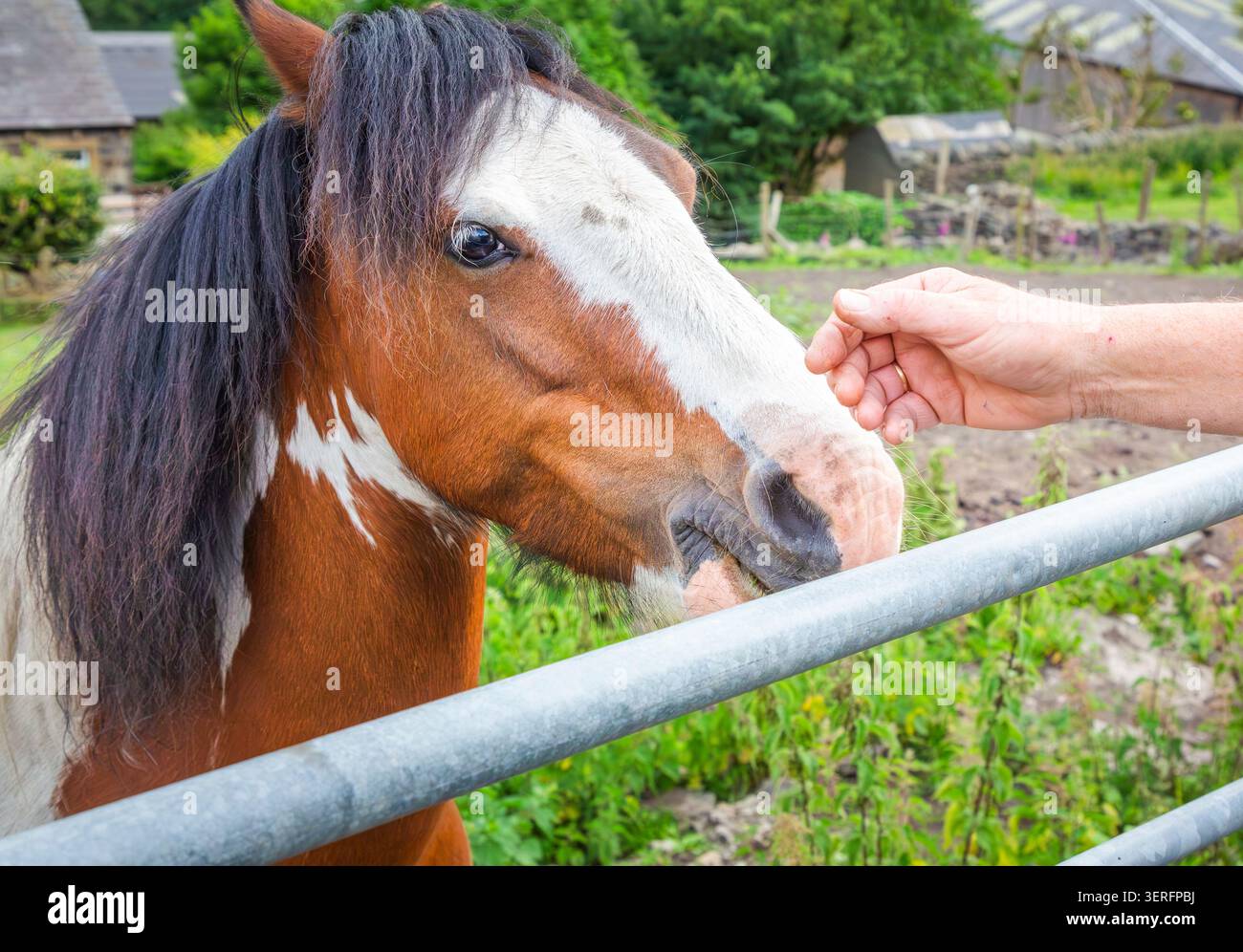 Primo piano di un cavallo marrone e bianco che viene nutrito dalla mano di una persona vicino a una recinzione metallica. Concetto di interazione amichevole con gli animali. Foto Stock