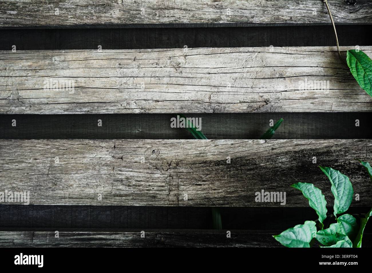 Sfondo naturale minimalista di legno invecchiato e fogliame Foto Stock