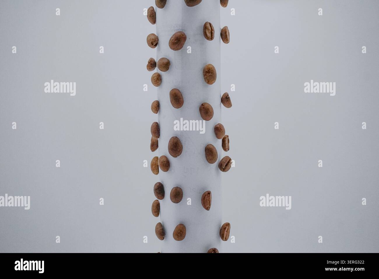 Shot di prodotto sperimentale: Chicchi di caffè sparsi su un rotolo bianco pulito. Foto Stock