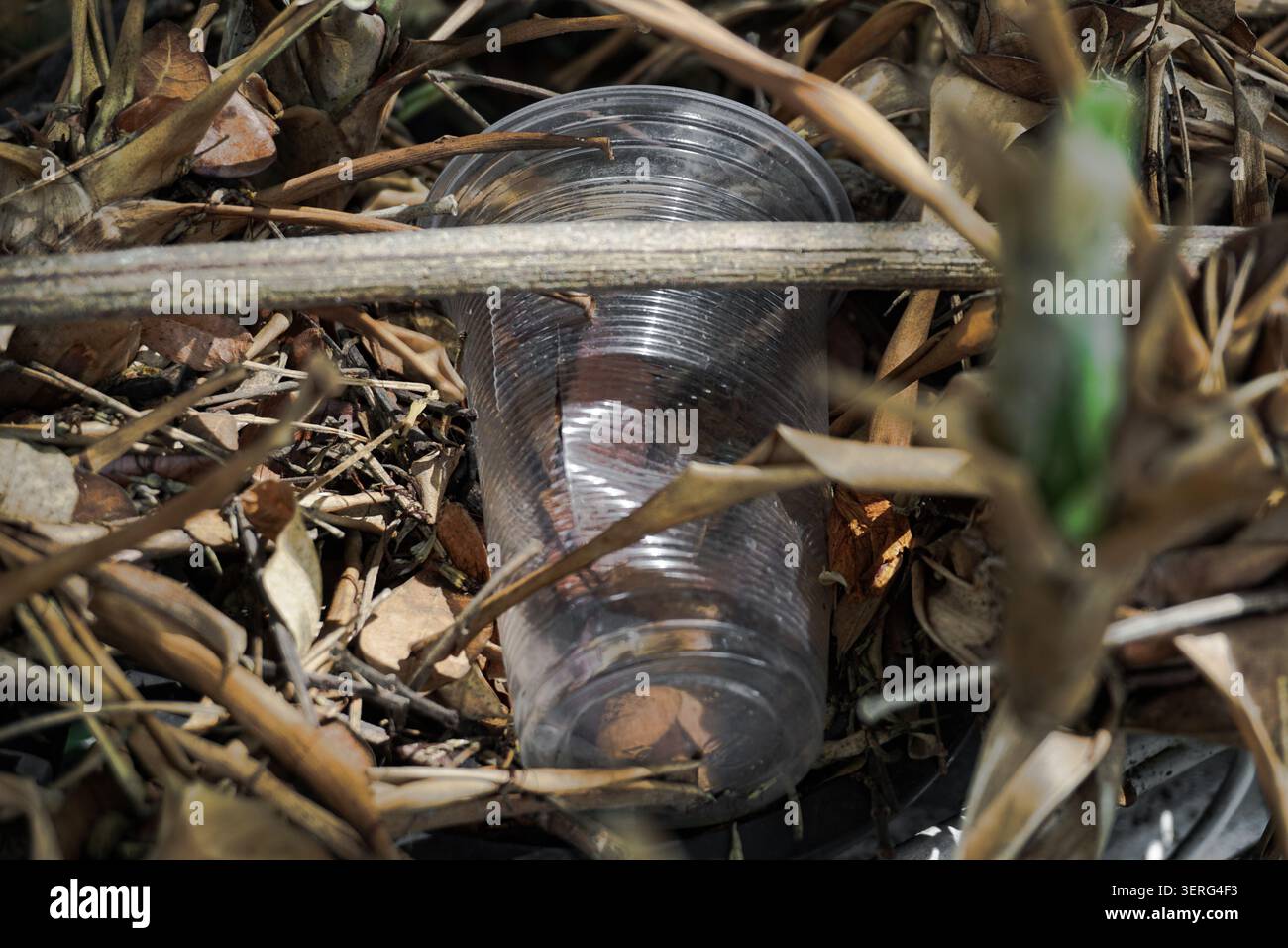 Tazza di plastica monouso gettata tra foglie asciutte, evidenziando l'inquinamento ambientale Foto Stock