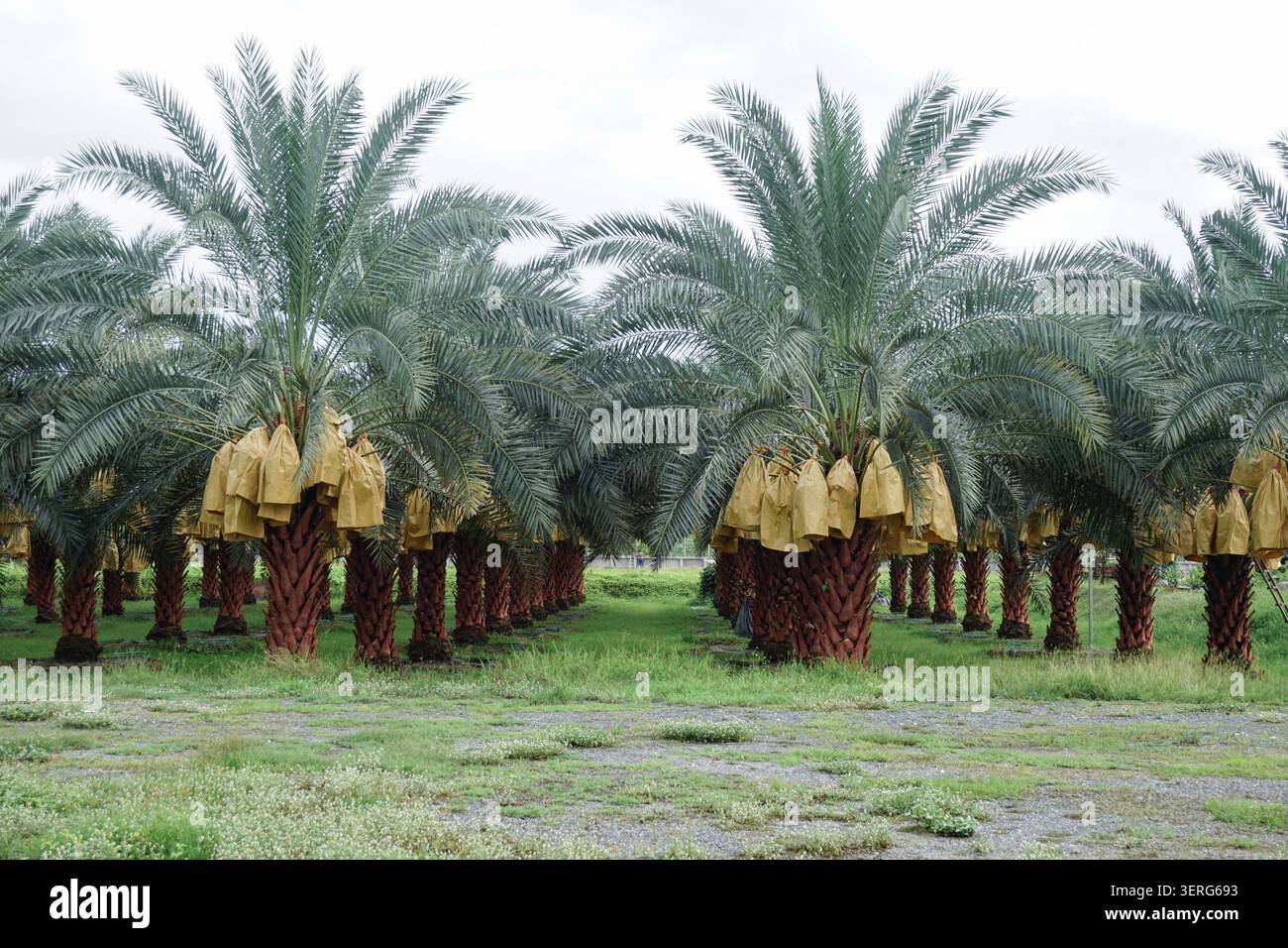 Un'ampia ripresa a livello degli occhi cattura un frutteto di palme da dattero rigoglioso e ben organizzato durante la stagione delle coltivazioni. Foto Stock