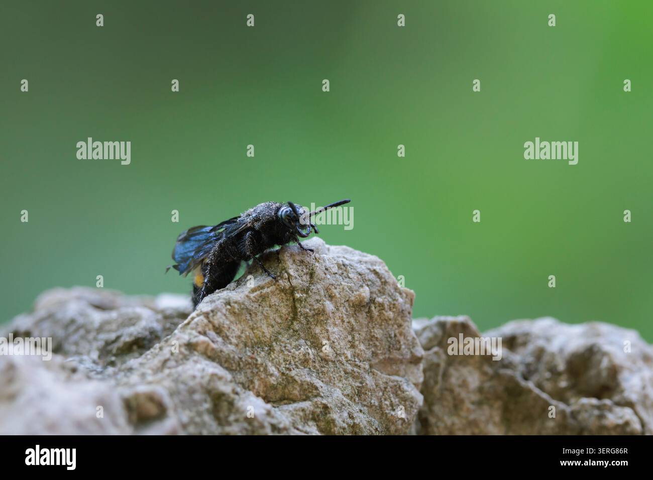 Mammoth Wasp (Scolia flavifrons) arroccato su una roccia nell'ambiente naturale di Beniarres, Spagna Foto Stock
