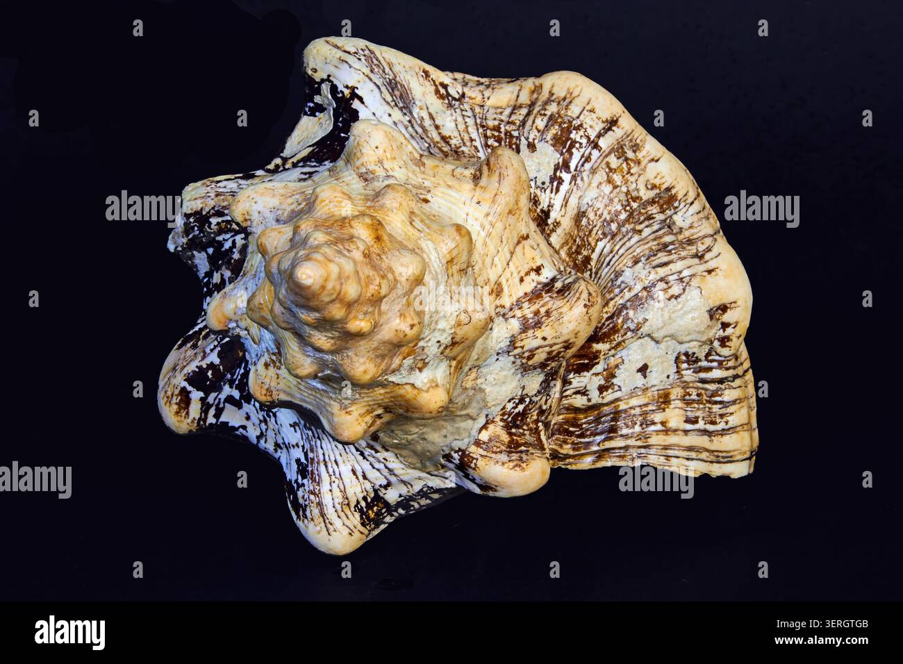 La foto mostra un primo piano dettagliato di una grande conchiglia della vista frontale su uno sfondo nero. Foto Stock