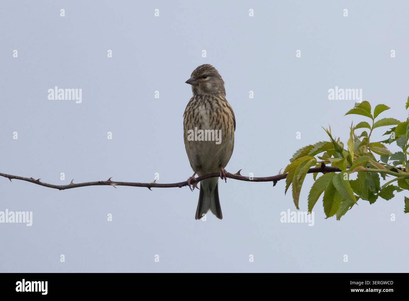 Blut-Hänfling, Bluthänfling, Hänfling, Weibchen, Linaria cannabina, Carduelis cannabina, Acanthis cannabina, linnet, linnet comune, femmina, la Linotte Foto Stock