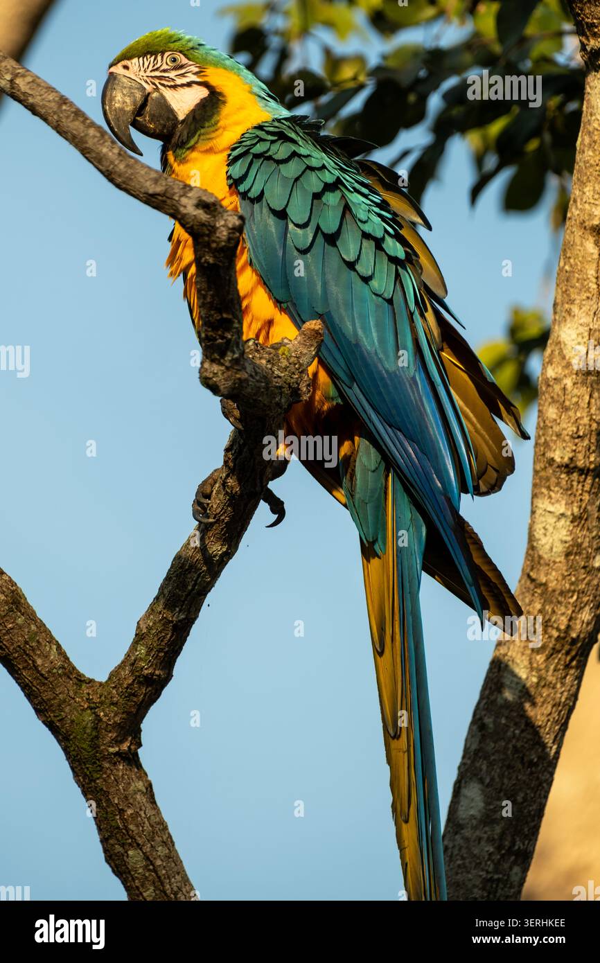 Blu e Giallo Macaw Parrot, i pappagalli più grande al mondo Foto Stock