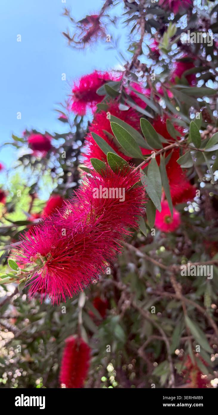 Fiori rossi brillanti (Callistemon) che fioriscono su un ramo su un morbido sfondo sfocato in estate - Immagine stock catturata con smartphone