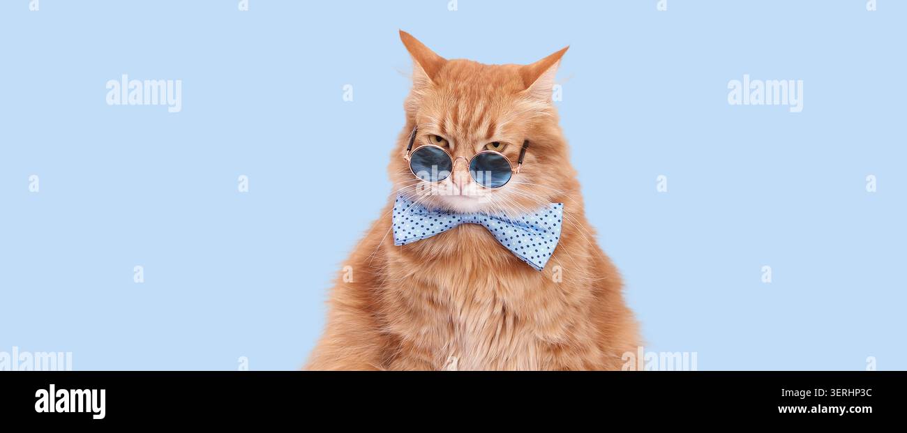 Simpatico gatto che indossa occhiali da sole e cravatta. Striscione creativo di animali domestici con spazio libero per le copie. Foto Stock