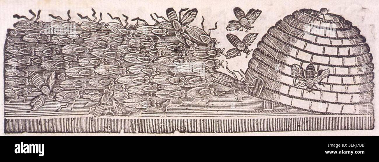 Uno studio scientifico inciso nel 1750 illustra gli esperimenti sul comportamento delle api e sui metodi di educazione di Wildman, documentando le prime ricerche sull'apicoltura e le pratiche di gestione delle api nell'ambito dell'osservazione della storia naturale del XVIII secolo Foto Stock
