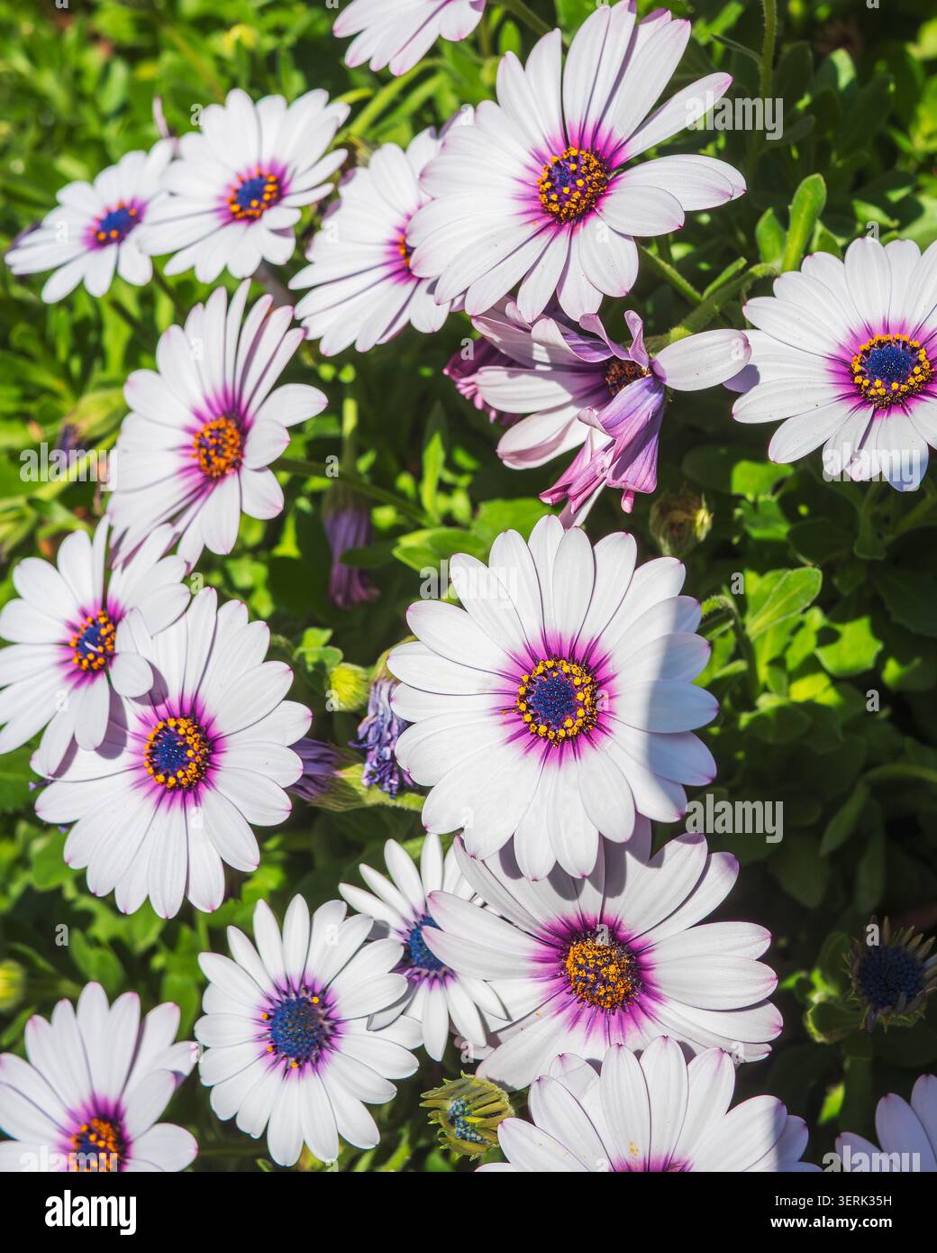 Margherite africane bianche con centri viola, che mostrano fiori di giardino colorati in una luce naturale brillante. Foto Stock