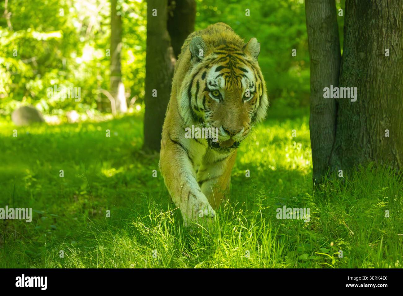 Tigre siberiana che cammina verso lo spettatore. Zoo del Bronx, New York. Foto Stock