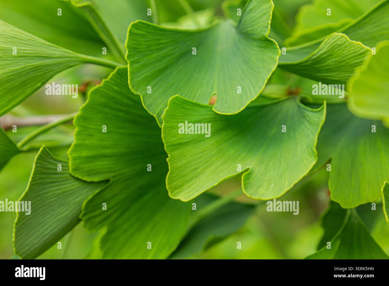 Primo piano di fresche foglie verdi di Ginkgo biloba con la loro caratteristica forma a ventaglio e la delicata consistenza. Sfondo fogliame naturale con un'avidità vivace Foto Stock