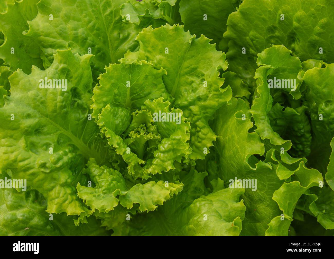 Sfondo foglia di lattuga verde. Testa di cavolo con foglie ricci succose, primo piano. Sfondo verde vegetale Foto Stock
