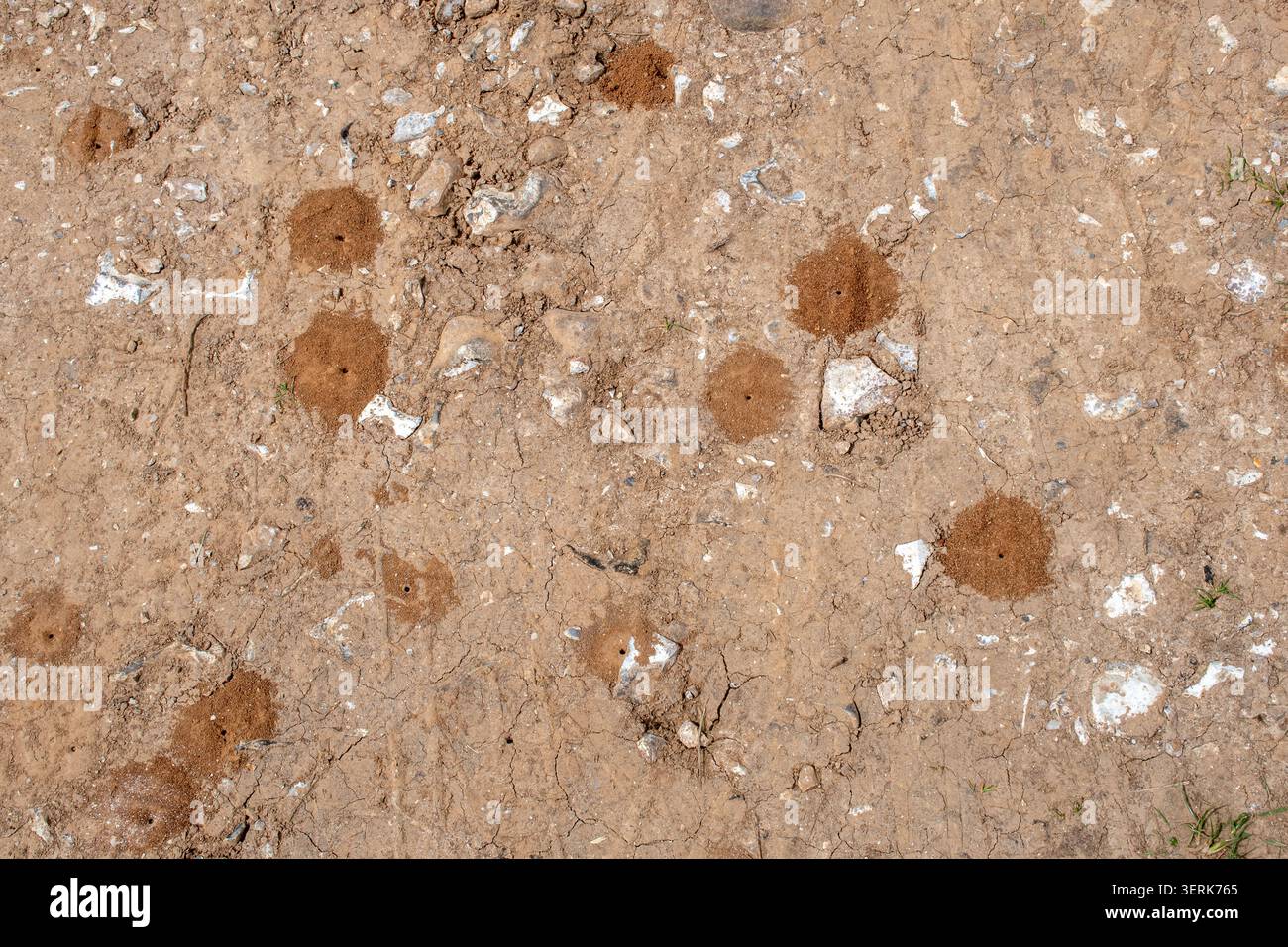 Pozzi di nido d'ape minerari con tumuli di terra scavata in una zona sabbiosa (api solitarie nidificate nella sabbia), Inghilterra, Regno Unito Foto Stock