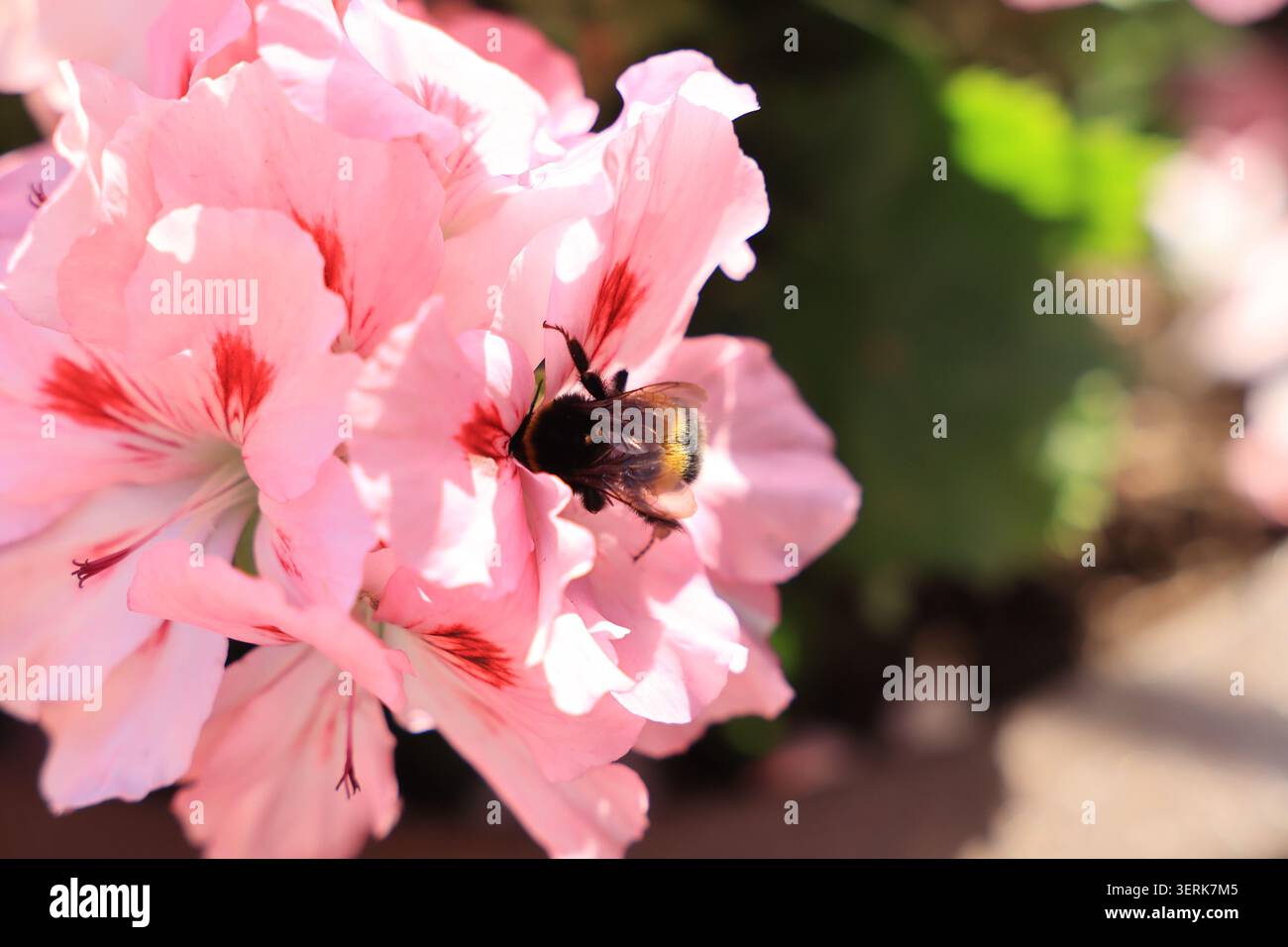 Fiori in vasi da container su un balcone di Londra, Regno Unito. Foto Stock
