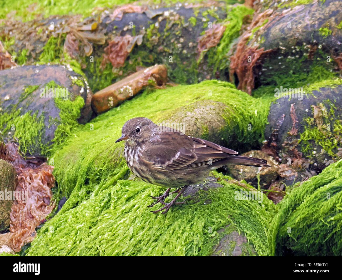 Pipito di roccia (Anthus petrosus) che si forgia tra le rocce costiere ricoperte di alghe nelle Shetland, Scozia, Regno Unito Foto Stock