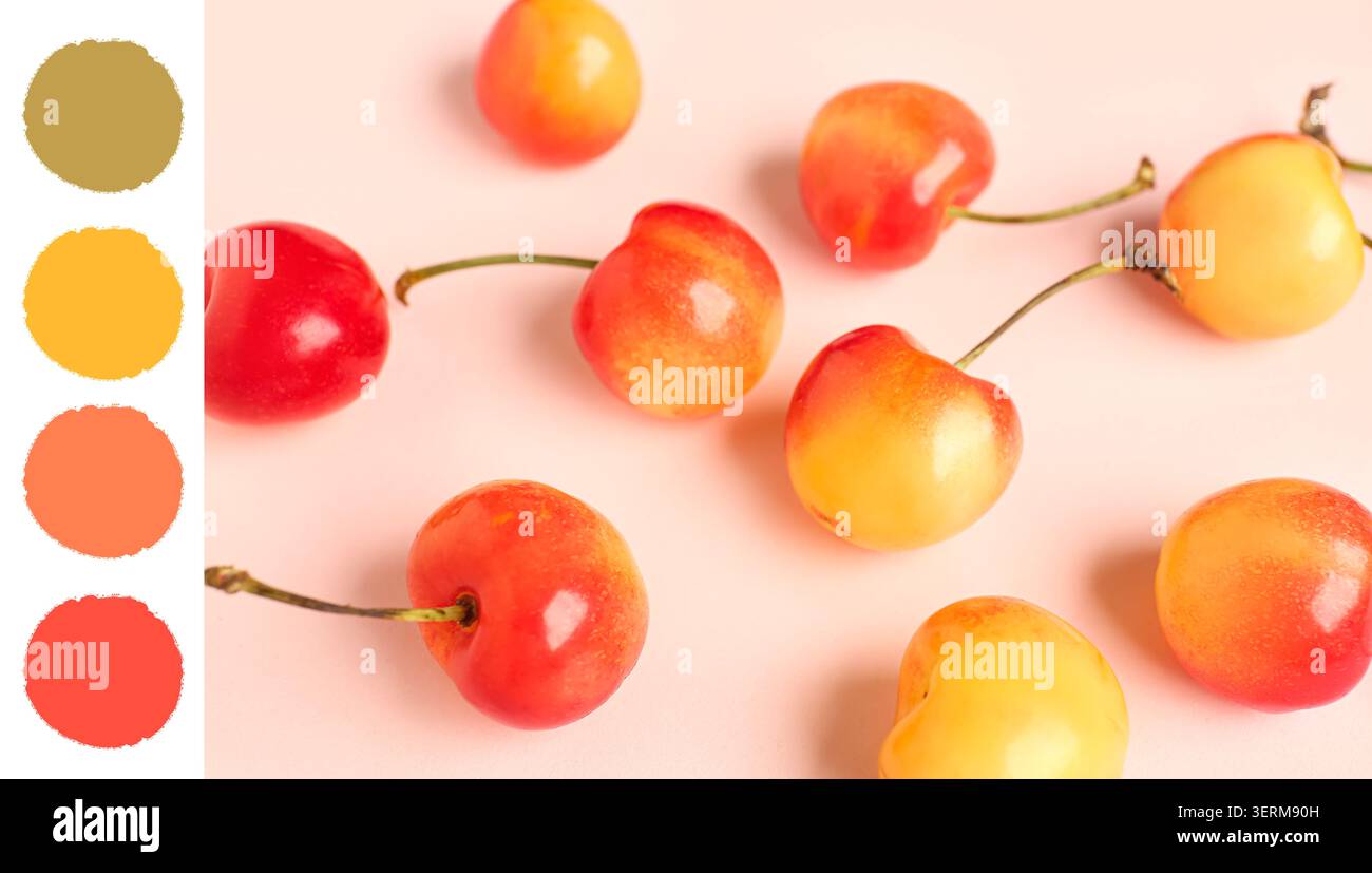 Ciliegie rainier fresche sparse su sfondo rosa chiaro, mangiare sano e frutta estiva, le bacche dolci e mature mostrano il loro carattere Foto Stock