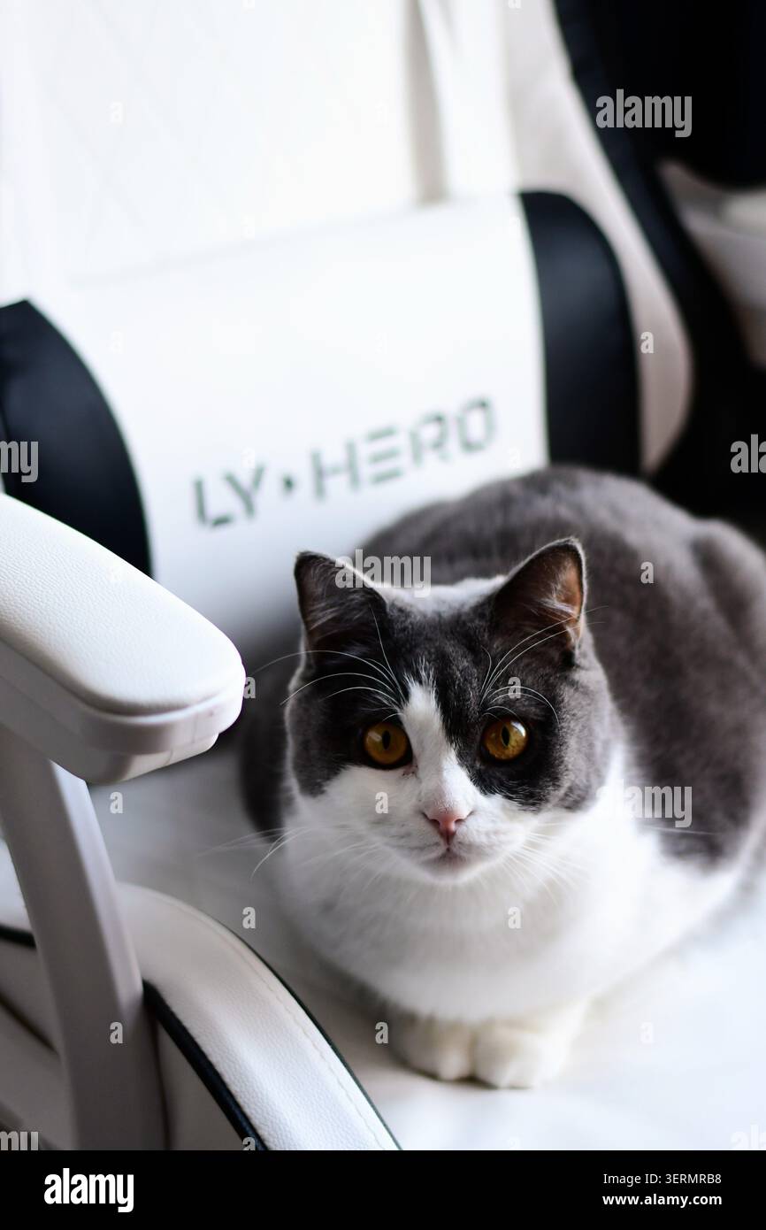 Gatto britannico dai capelli corti seduto sulla sedia del giocatore Foto Stock