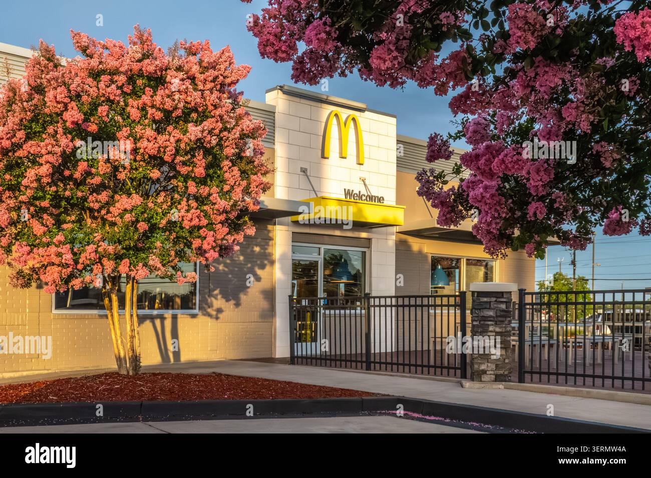 Ristorante McDonald's al tramonto con colorati e fiorenti alberi di mirto crespo a Lake Park, Georgia. (USA) Foto Stock