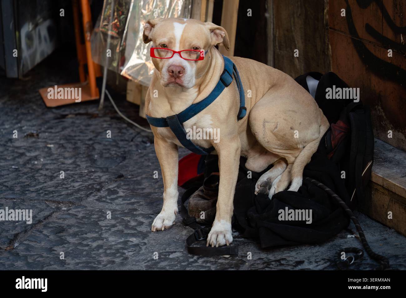 Napoli, Italia - 14 ottobre 2025 - cane che indossa occhiali rossi seduto sul lato della strada. Foto Stock