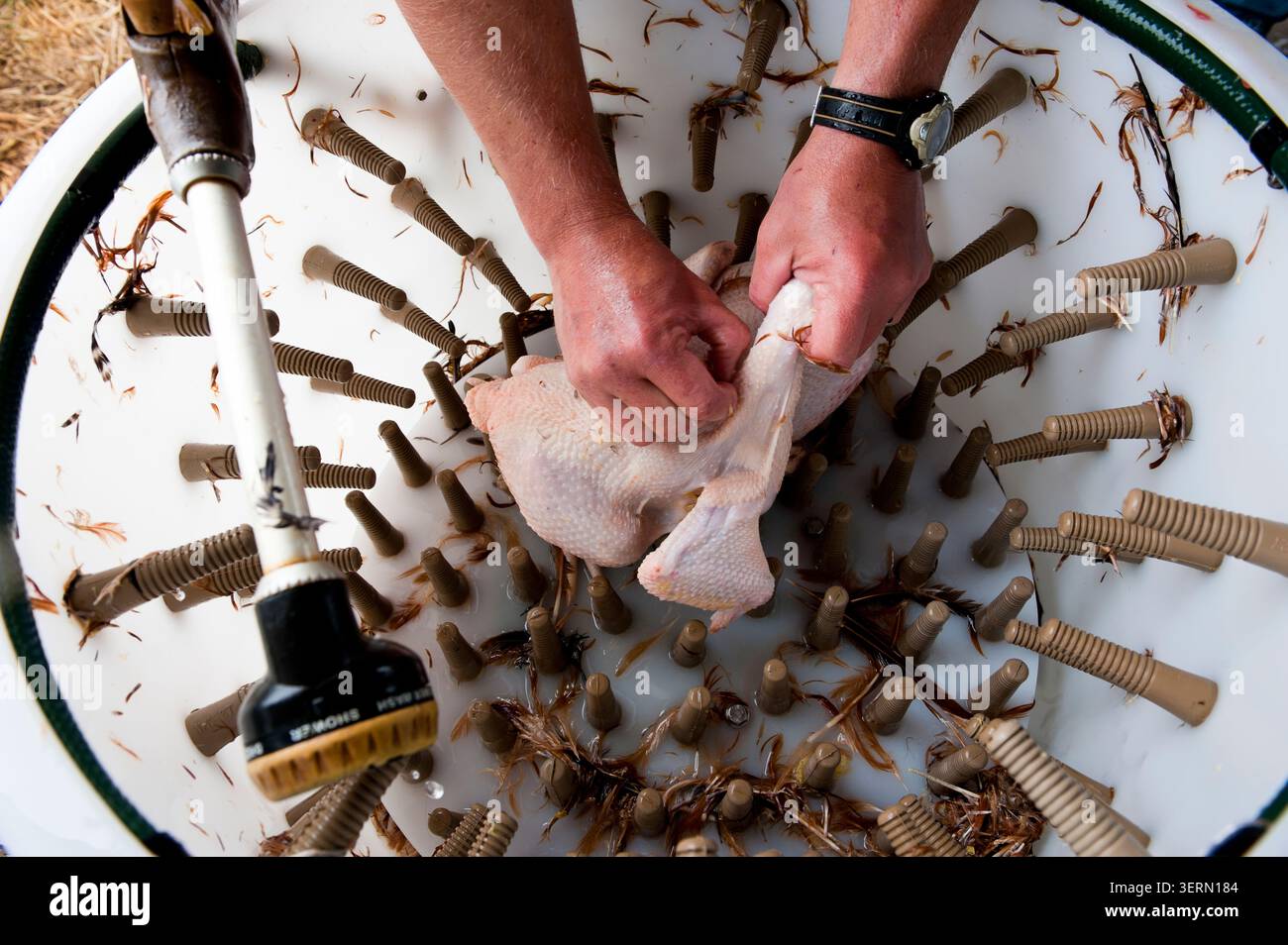 Gli agricoltori lavorano polli allevati in coni metallici in una piccola azienda agricola a conduzione familiare, praticando i tradizionali metodi artigianali di raccolta del pollame all'aperto. Foto Stock