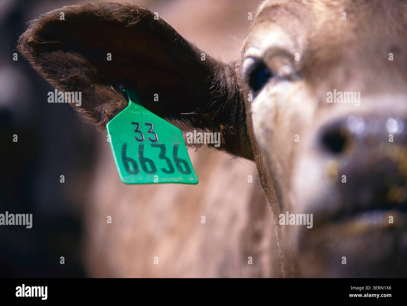 Primo piano di un orecchio di manzo con un'etichetta di identificazione verde numerata 6636 che mostra il monitoraggio del bestiame e le pratiche moderne di gestione del ranch. Foto Stock