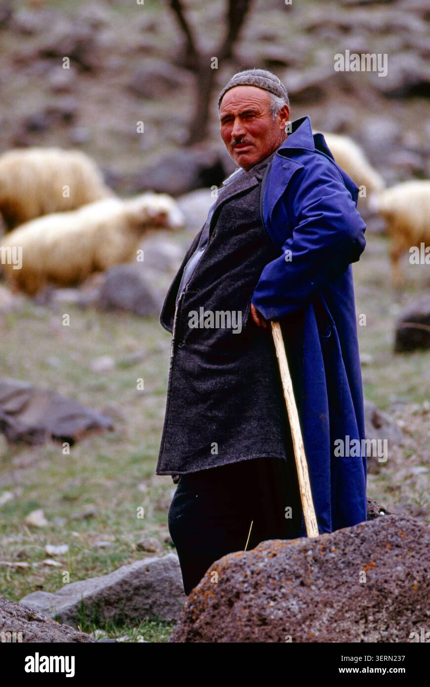 Il pastore Mixo Beridze si occupa del suo gregge di pecore su un aspro pascolo di montagna nelle montagne mozzafiato del Caucaso della Repubblica di Georgia. Foto Stock