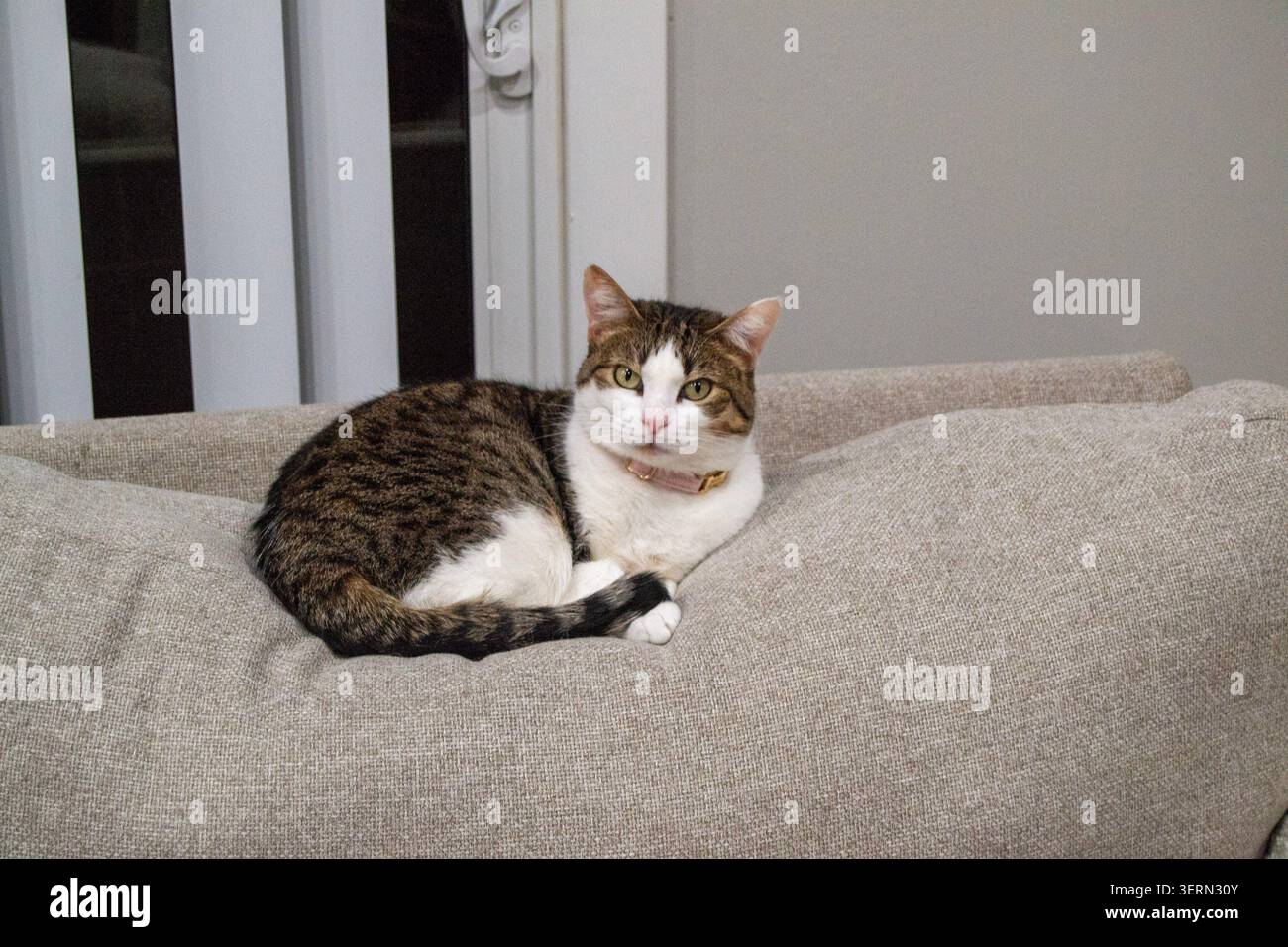gatto carino sdraiato Foto Stock