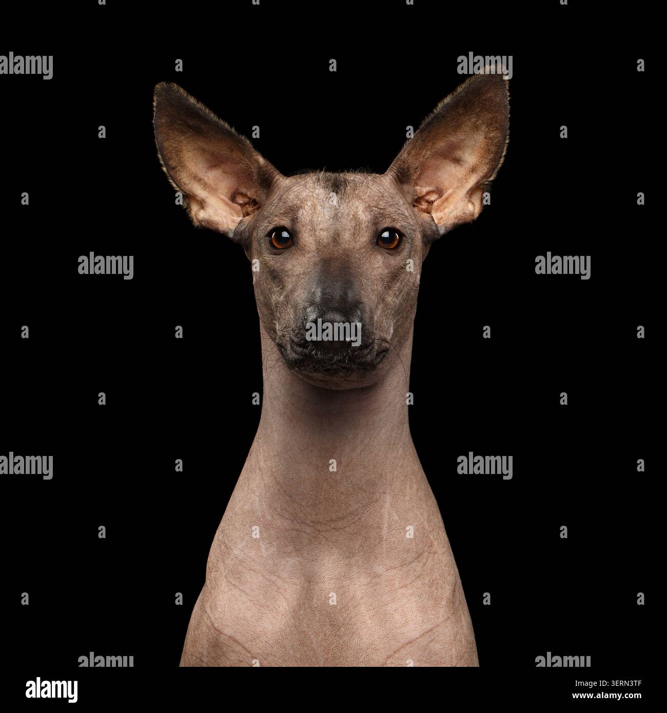 Ritratto di Xoloitzcuintle - messicano glabre cane di razza isolato su sfondo nero Foto Stock