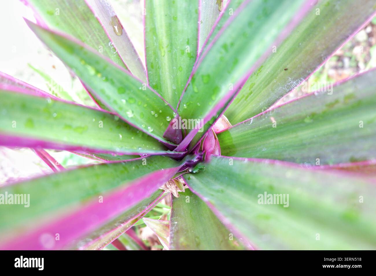 Primo piano di una rosetta in bromeliade con foglie verdi a forma di spada rosa che si irradiano verso l'esterno, con goccioline d'acqua visibili in un giardino tropicale. Foto Stock