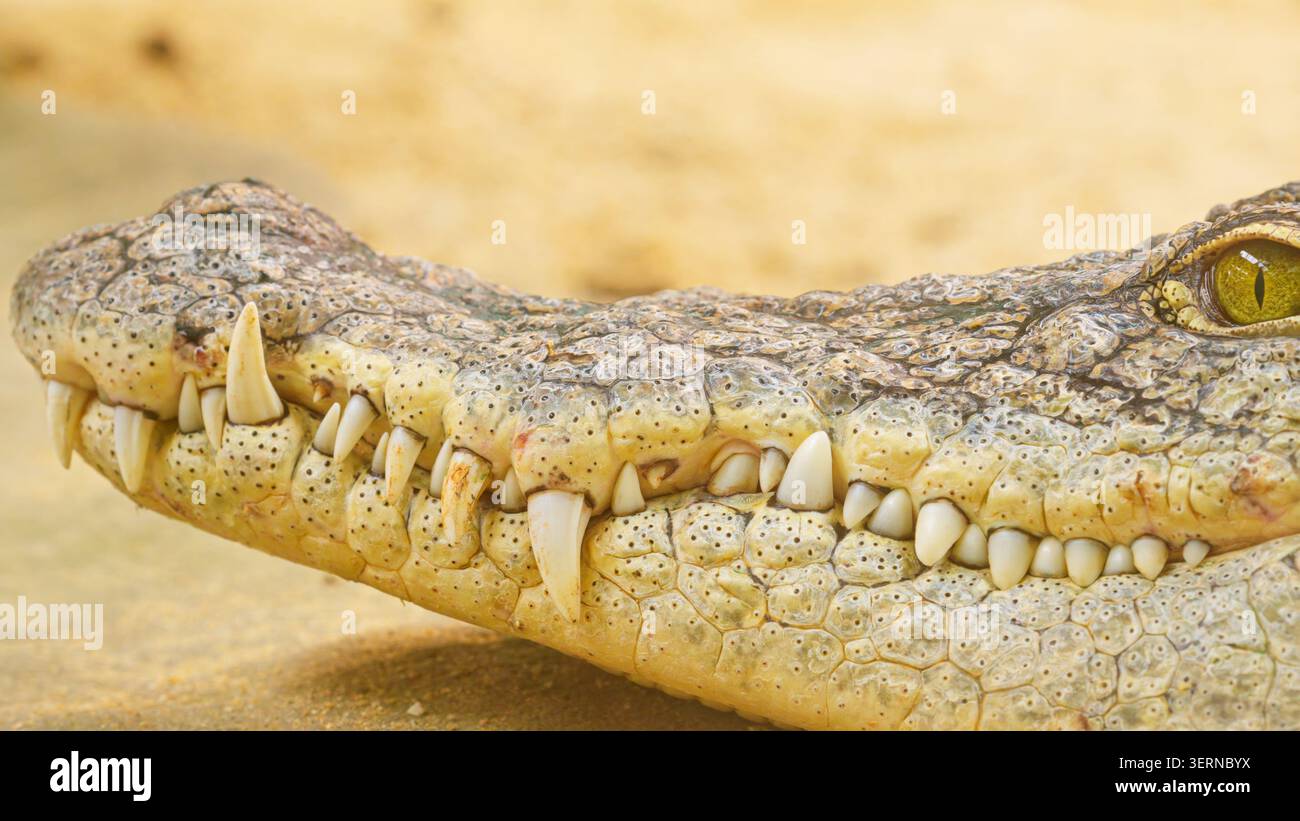 Testa di coccodrillo con denti affilati e occhio rettile Foto Stock