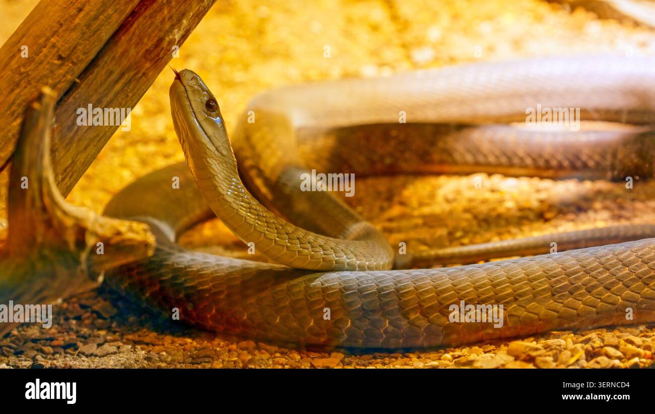 Serpente mamba velenoso che alza la testa e gli sbatte la lingua Foto Stock