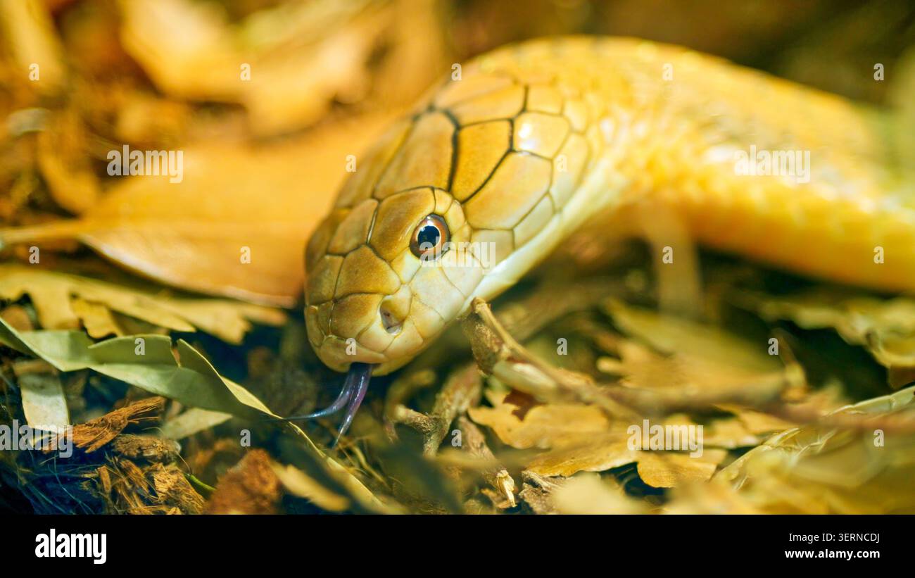 Re cobra serpente che sbatte la lingua in un habitat naturale Foto Stock