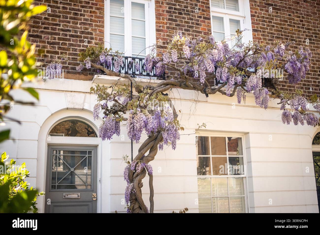 Title LONDON - Casa bianca con fiori di glicine viola Foto Stock