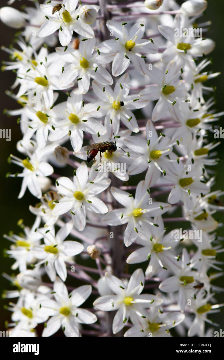 Primo piano di Drimia Afilla, la squill senza foglie, che mostra densi fiori di campo bianchi a forma di stella che fioriscono su un gambo alto con un piccolo insetto che impollina. Foto Stock