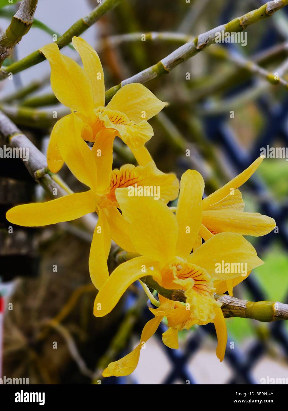 Orchidea Dendrobium in fiore presso il giardino botanico Jardim Botânico, Rio de Janeiro, Brasile - Immagine stock catturata con smartphone