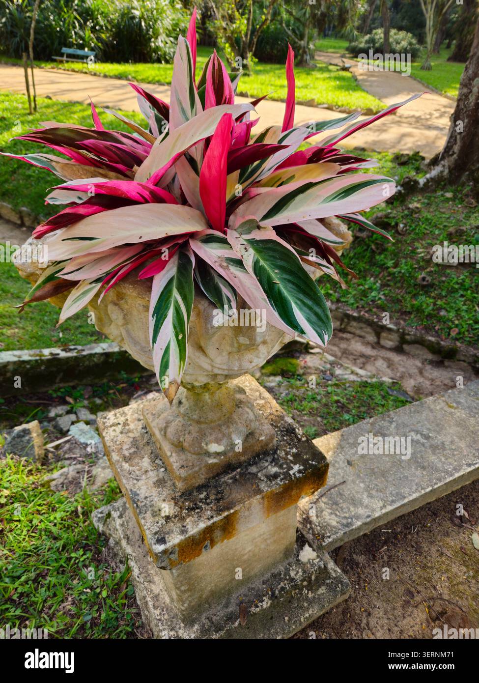 Stromanthe Triostar (Stromanthe thalia) con variegate foglie rosa, bianche e verdi, Jardim Botânico, Rio de Janeiro - Immagine stock catturata con smartphone