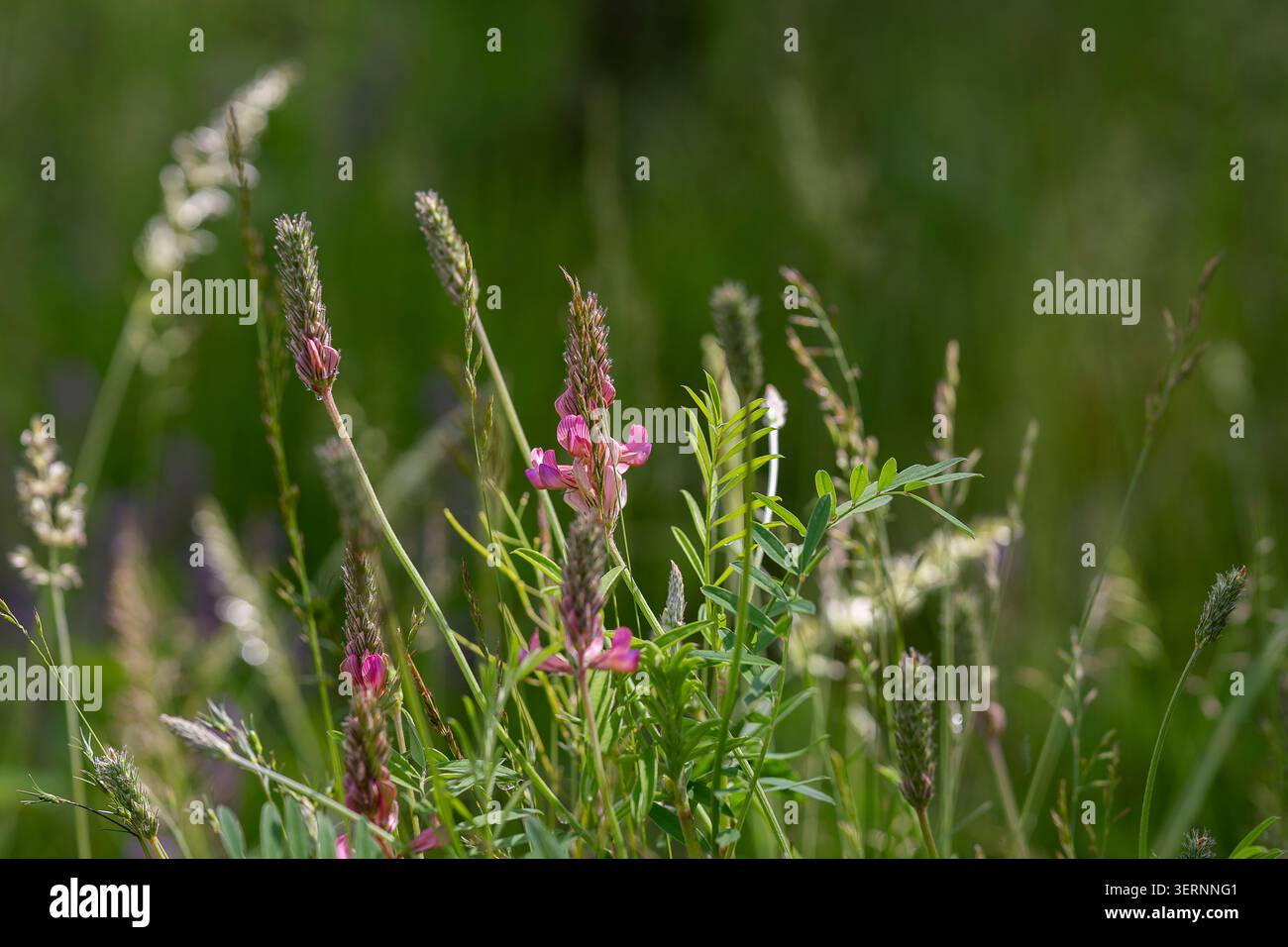 Sainfoin fiorita (Onobrychis viciifolia) con delicati fiori rosa e fogliame verde piumato in un prato naturale. Foto Stock